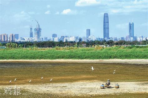 魚塘|【在香港觀鳥．二】魚塘：新界西北的候鳥天堂